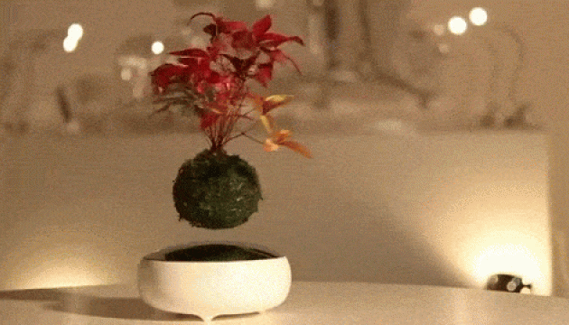 Air Bonsai Levitating Plants