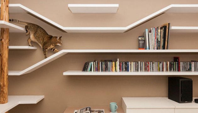 Cat shelves