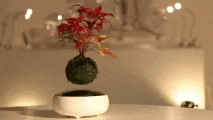air-bonsai-gif-1.gif