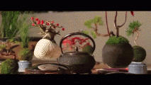 bonsai2.gif