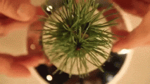 bonsai5.gif