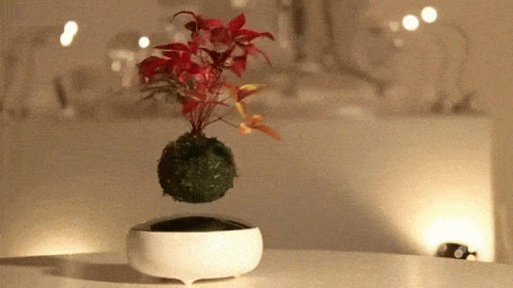 Air Bonsai Levitating Plants
