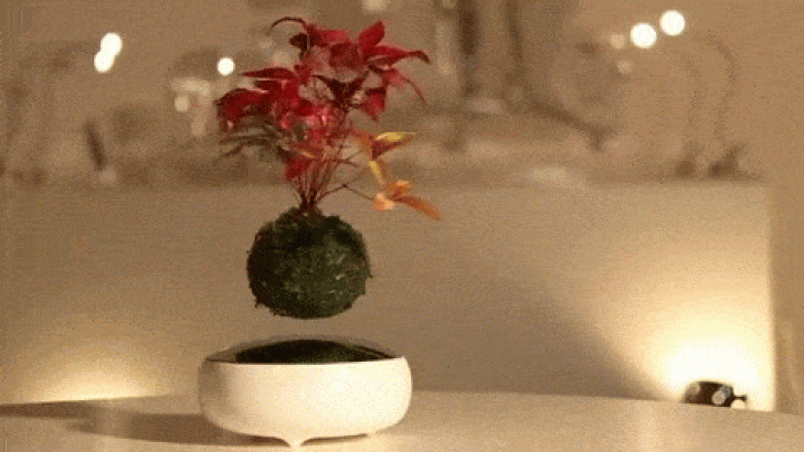Air Bonsai Levitating Plants Air Bonsai Levitating Plants